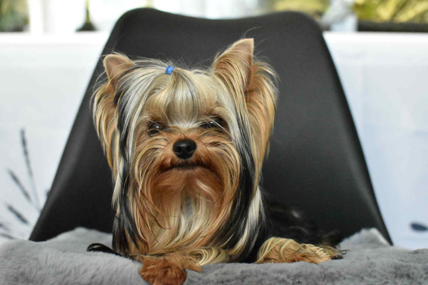 Vérone Eternal Blue Diamond