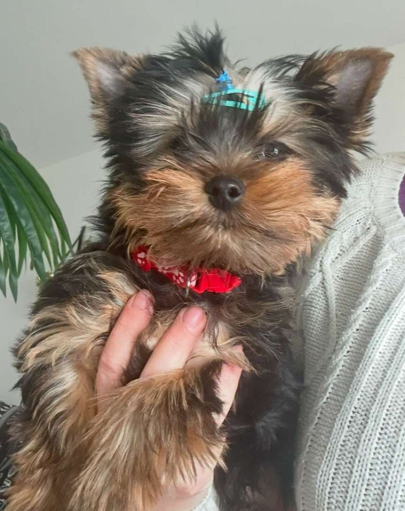 Des Archanges Sacré - Chiots disponibles - Yorkshire Terrier